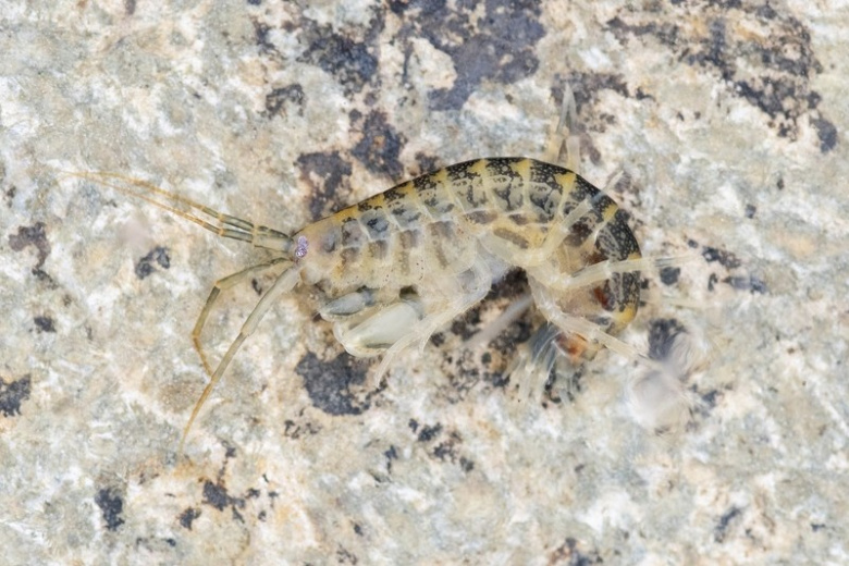 krevetka-ubijca-postavila-pod-ugrozu-ekosistemu-evropejskoj-strany-b7b0c92
